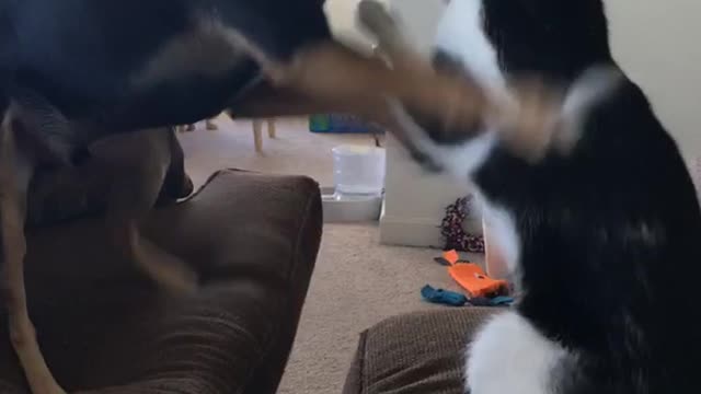 Black dog and black cat playing with one another on ottoman and sofa