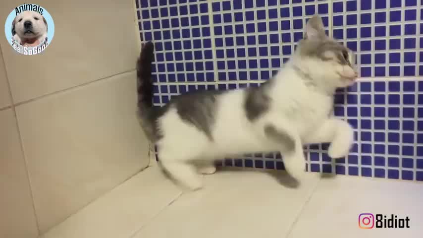 actually cat can ignore the gravity