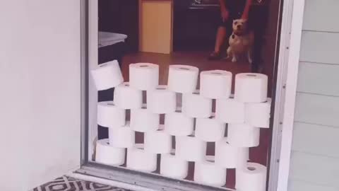 Jumping Pitbull