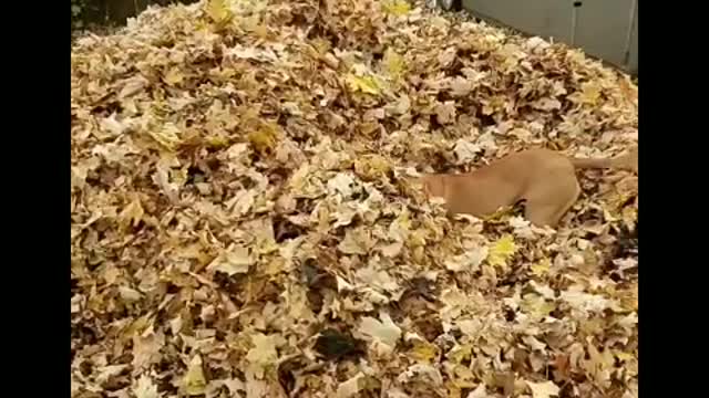 Fun in leaves (leaf pile addict)