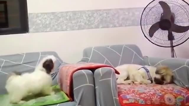 when you and your lover are angry at each other.🤣 #fyp #viral #animals #dog #cute #foryou #fypシ