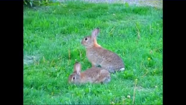 Funny Rabbit videos