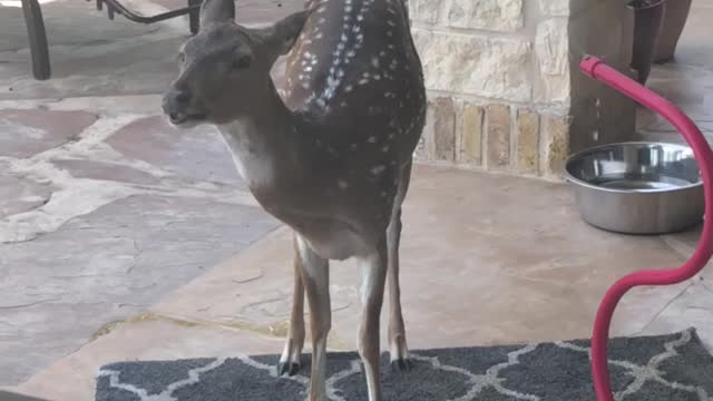 A deer gets spooked and JUMPS!