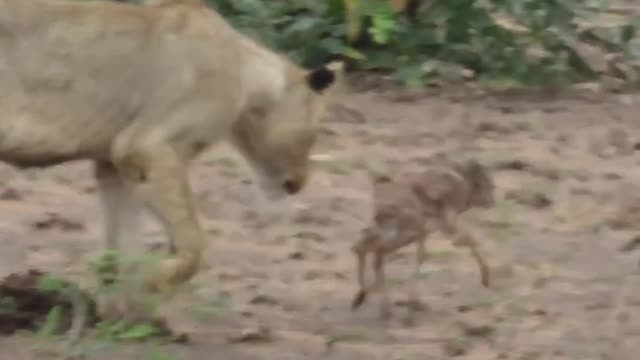 Wild Animal Empathy