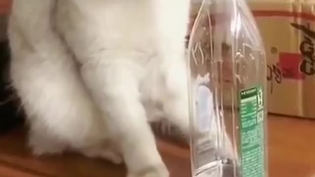 Funnyclip#funnycat#funnyanimals#beautyfulcat