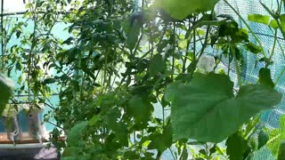 12 Day Cherry Tomato Growth Timelapse