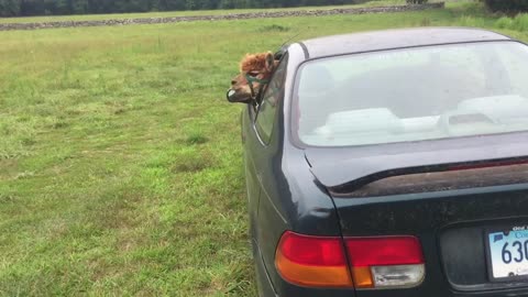 Alpaca Rides Car To Work