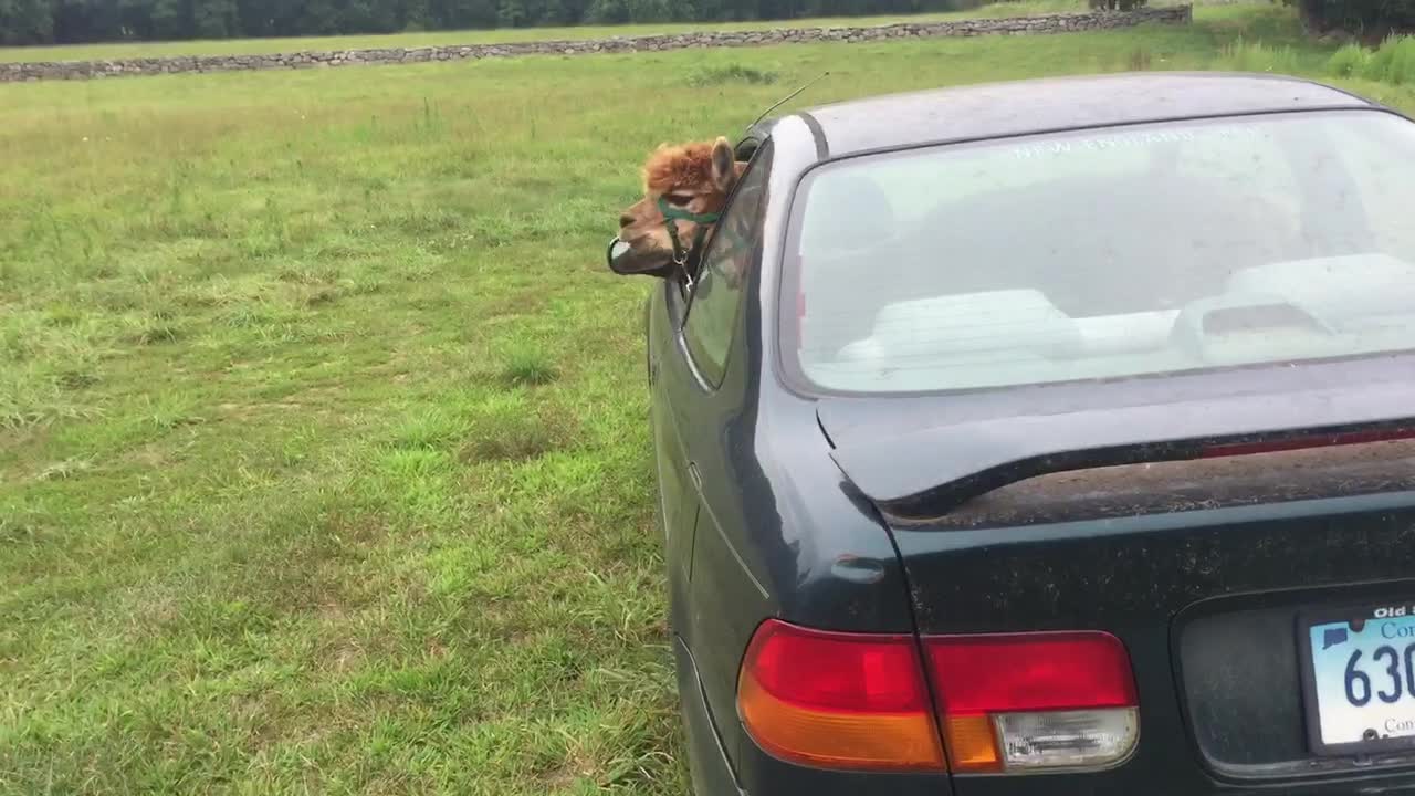 Alpaca Rides Car To Work