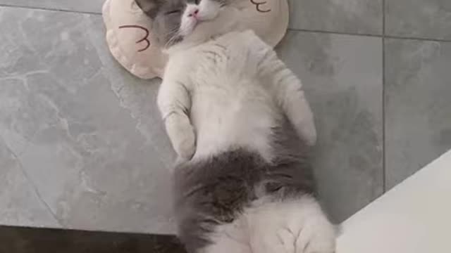Funniest Cats 😹 - Funny Cat Videos 😂 - SUPER LAUGH TİME!