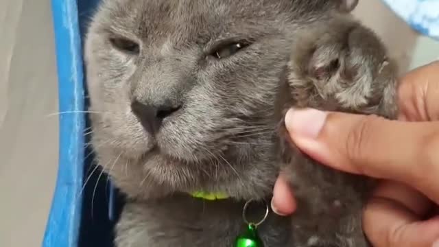 Funniest cats compilation