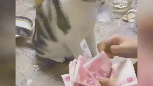 Funny Video | Funny Animals | Cute cat compilation