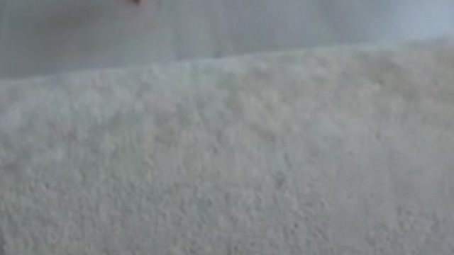 Little cockroach