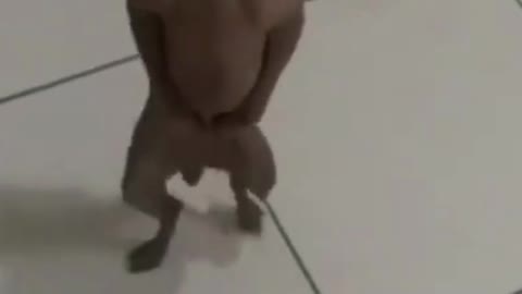 DANCING DOG