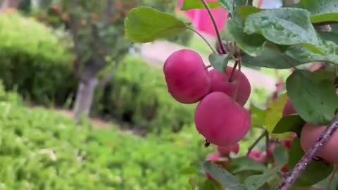 This fruit looks delicious