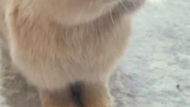 Pet