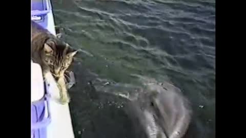 Cat and Dolphins playing together