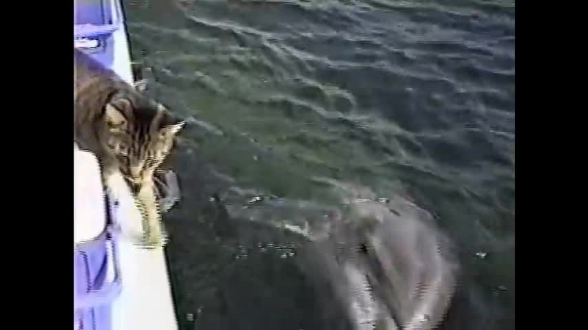 Cat and Dolphins playing together