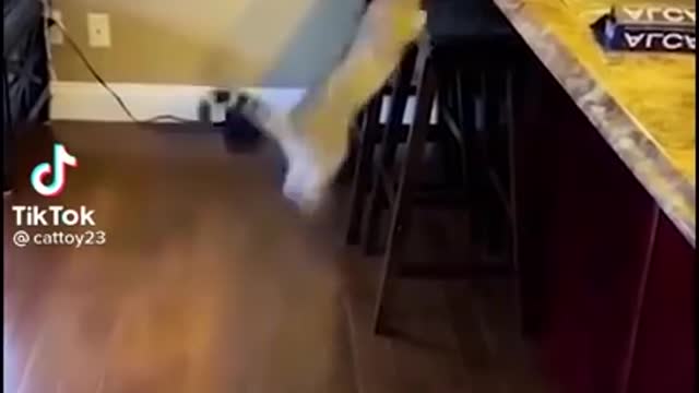 funny fails of cute little cat