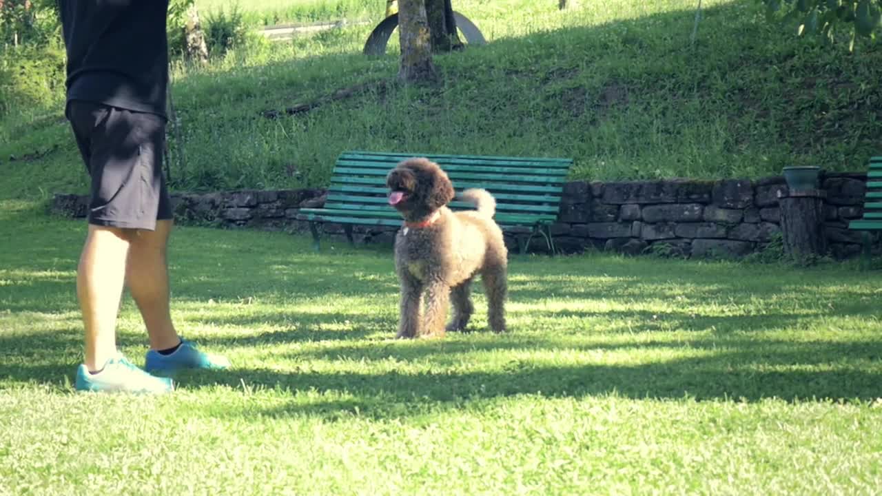 Man playing with dog