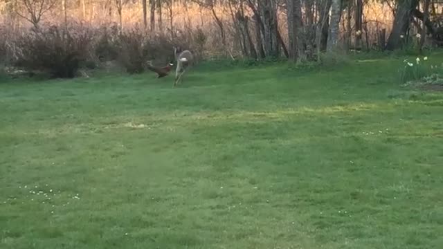 Roe Buck Chases Pheasant around Back Yard