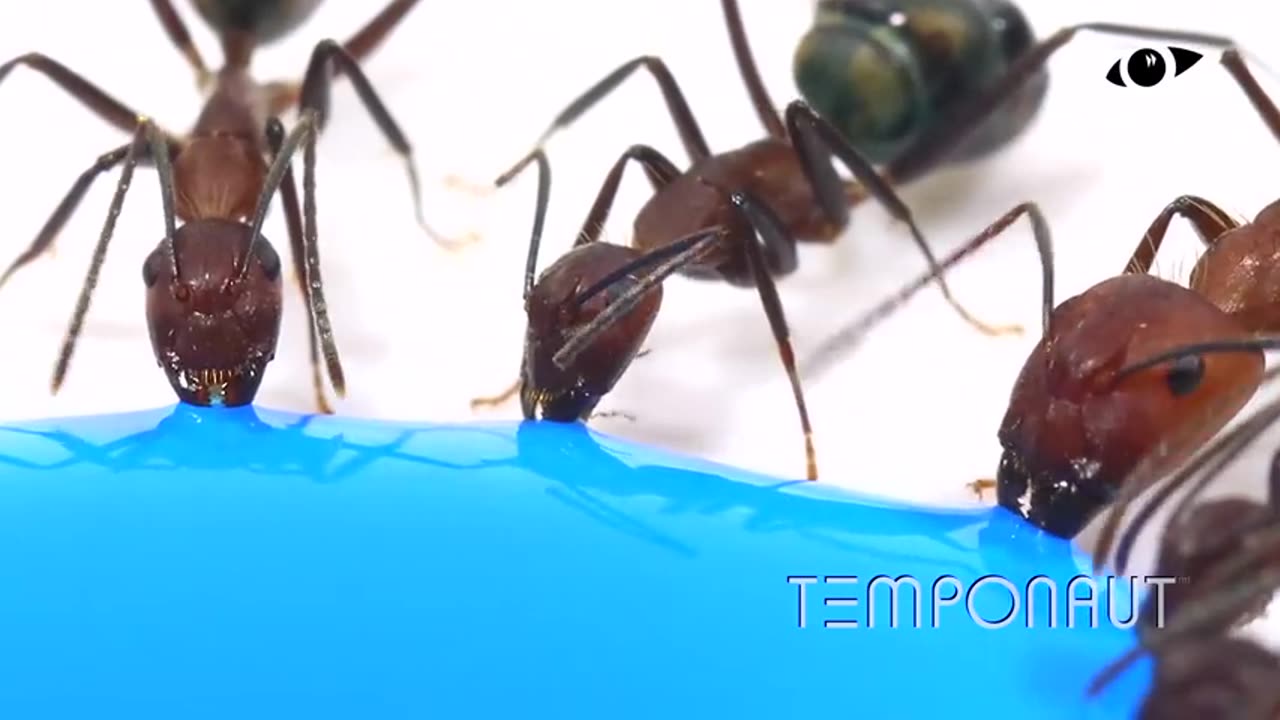 Ants Drinking Blue Liquid Candy Timelapse