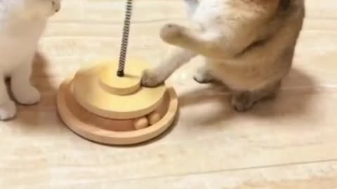 Funny 😂 cat 😺 video