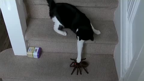 Cat Reacts To Giant Spider (RC)