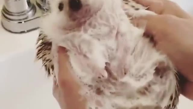 Hedgehog getting bathed