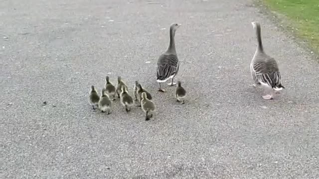 A family of ducks walking