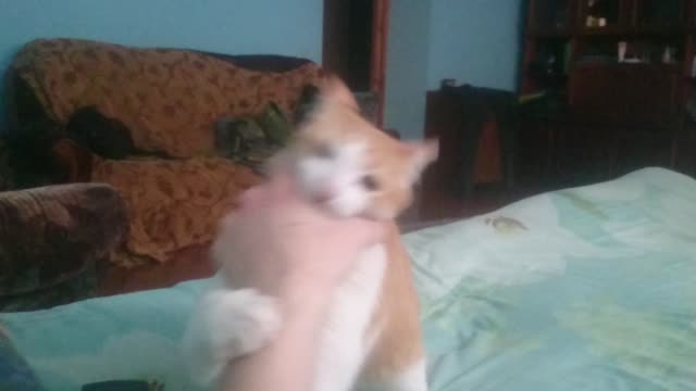 Cat attacks hand