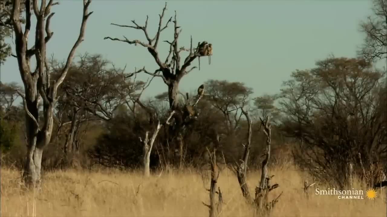 Do Not Provoke a Mob of Angry Chacma Baboons