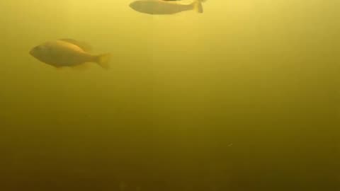 Curious fisherman drop camera to see the fisher can catch