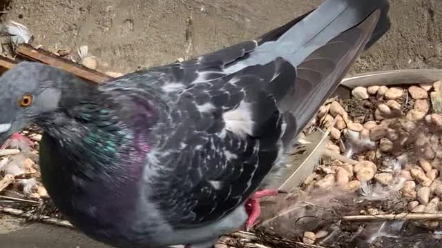 Black pigeons are very handsome
