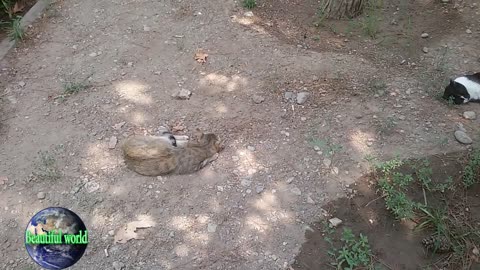 The cats are sleeping | funny cat | Playful cat | cats | most popular cat video | popular cat video