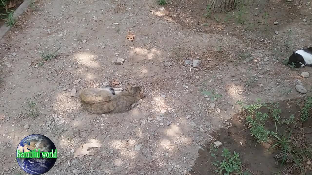 The cats are sleeping | funny cat | Playful cat | cats | most popular cat video | popular cat video