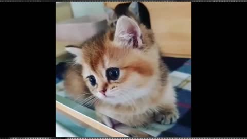 Cute Cats Kittens Compilation