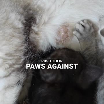 Cats Messages to Humans