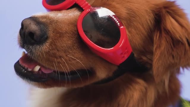 A dog with red sunglasses