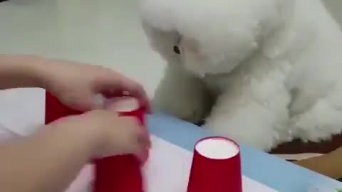 Clever dog