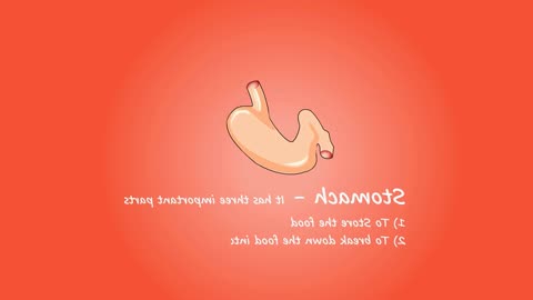 Digestive Wonders 10 Surprising Facts About Your Stomach