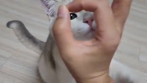 Just gimmee that treat now mum!!