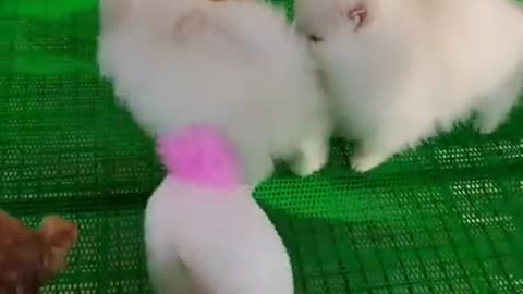 Animals Real 😹 - Best Of The 2020 Animals Videos - Try Not To Laugh