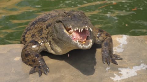 Several crocodiles are eating meat that is lying around in large pieces