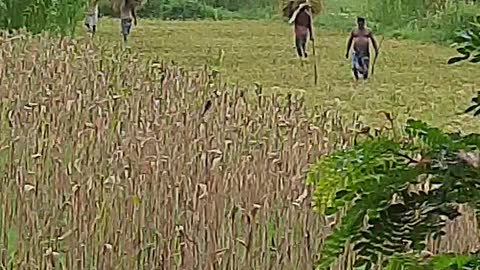 Satisfying Farmers Working in Paddy Rice 🌾 🍚 Field