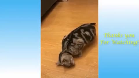 Best funny pet videos of cute cats and dogs