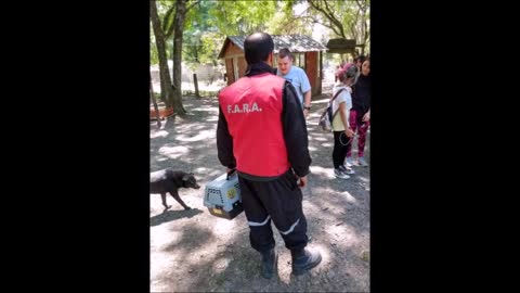 Young man discovers that kitten adopted in Argentina was a cougar and is frightened