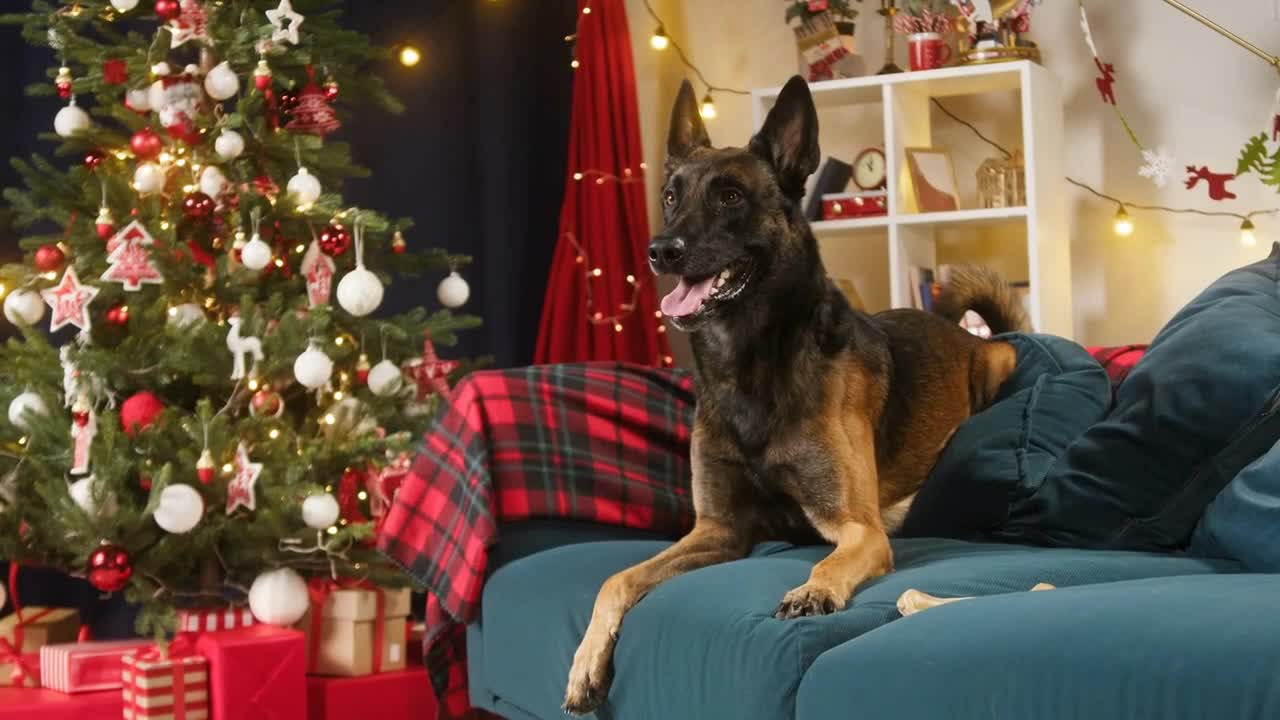 Malinois bard jumping on sofa in living room. Belgian shepherd dog portrait