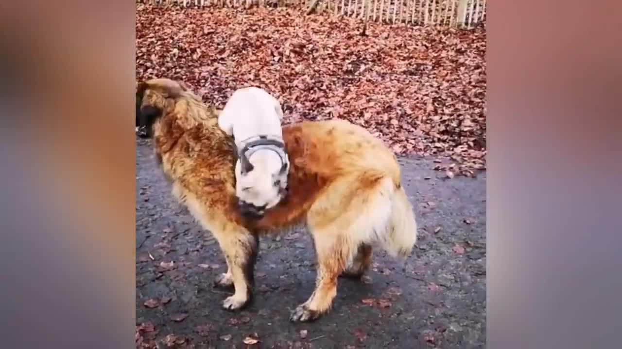 Adorable Puppy Loves its Duck Buddy.