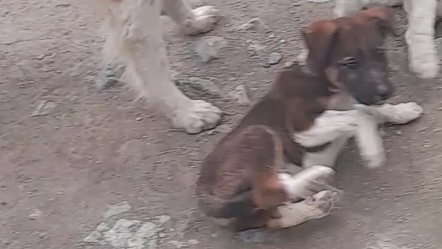 The dog is high after waking up, playing in the yard in front of the house