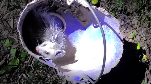 Baby Opossum Gets it Wrong